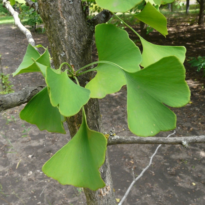 Listy Ginkgo biloba pre podporu mozgu